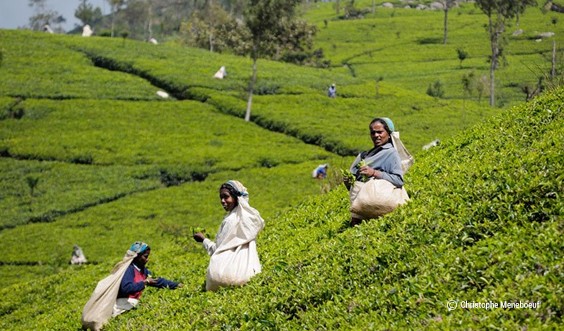 Managing Labor Wage and Harvest Incentive through PanAgro